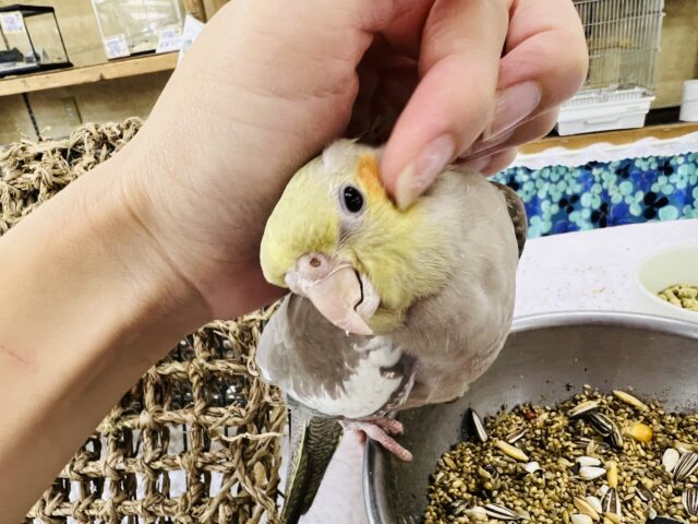 オカメインコ