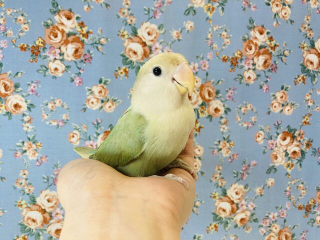 コザクラインコ（小桜インコ）