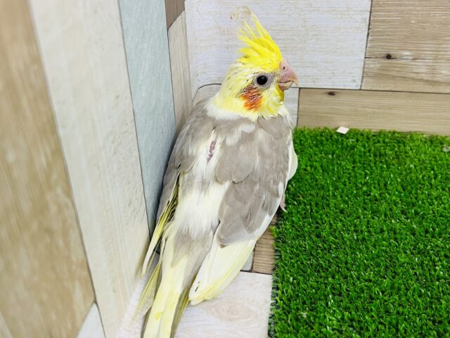 オカメインコ