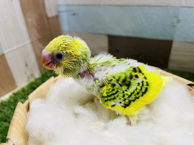 セキセイインコ