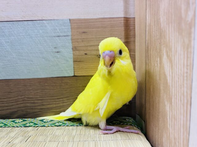 セキセイインコ