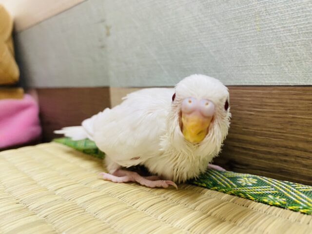 美しい！！上品な雰囲気のセキセイインコアルビノ♪