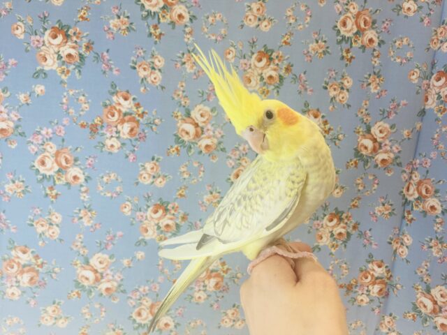 オカメインコ