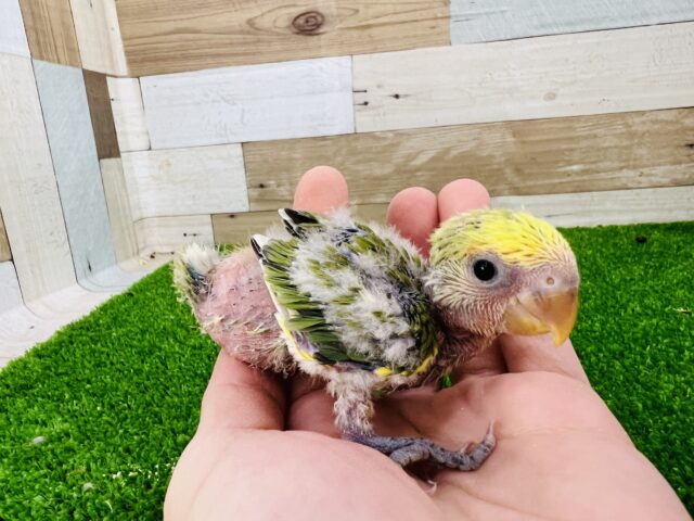 コザクラインコ（小桜インコ）