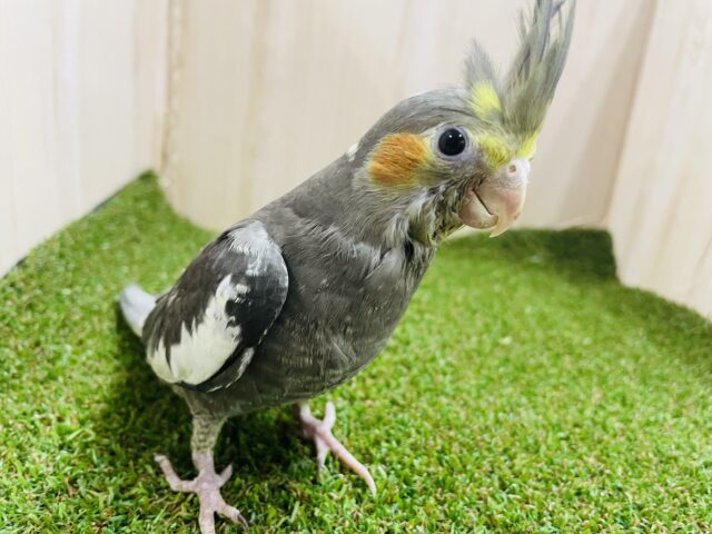 オカメインコ