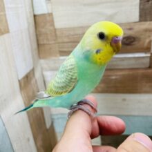 最新画像あります☆ヒナ餌卒業‼️まん丸な目がキュートなコ！セキセイインコのパステルカラーレインボースパングル！