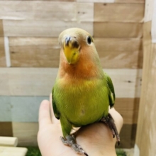 最新画像あります☆渋さを感じるお抹茶ちゃん！コザクラインコのノーマル！