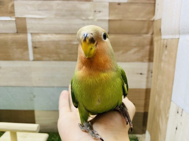 最新画像あります☆渋さを感じるお抹茶ちゃん！コザクラインコのノーマル！