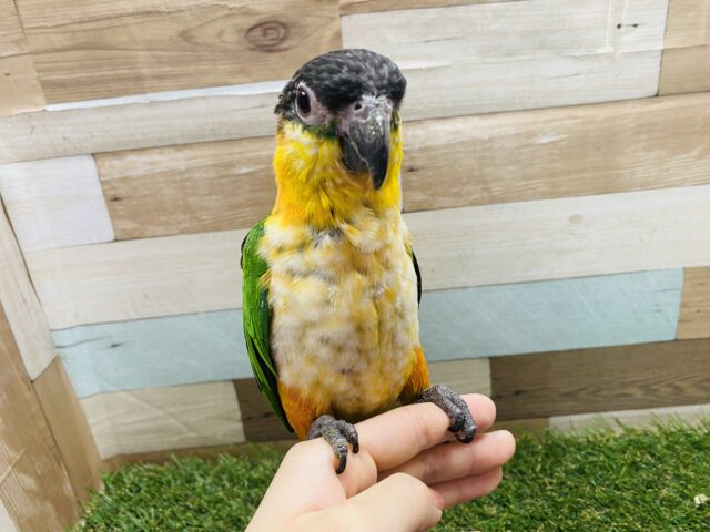 ズグロシロハラインコ