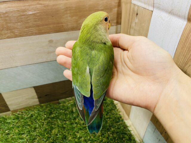 コザクラインコ（小桜インコ）