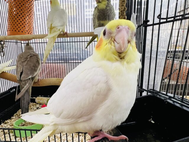 オカメインコ