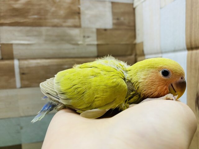 コザクラインコ（小桜インコ）