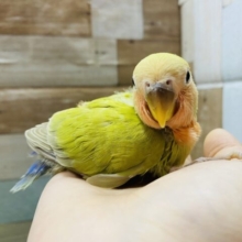 最新画像有り♪落ち着いたシナモンカラーに感じます！これからの成長が楽しみなコザクラインコ♪