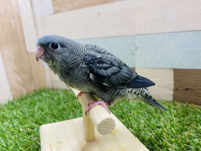 サザナミインコ