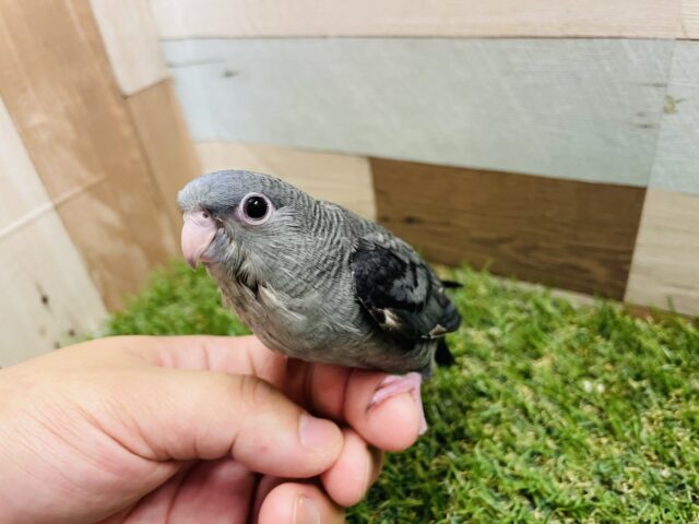 サザナミインコ