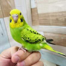 最新画像有り☆ヒナ餌卒業‼️落ち着いた雰囲気を感じるコ！セキセイインコのオパーリン！