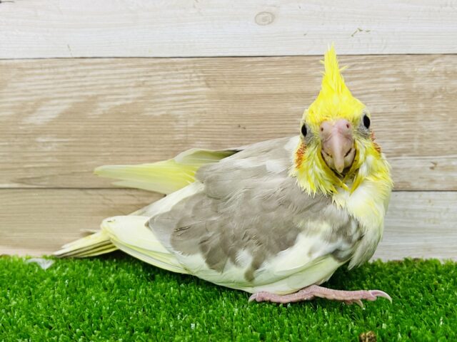 オカメインコ