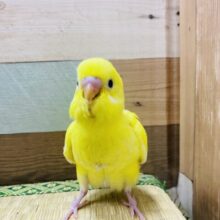 最新画像有り！真っ黄色な元気カラー☆黒目の可愛いセキセイインコダブルファクター