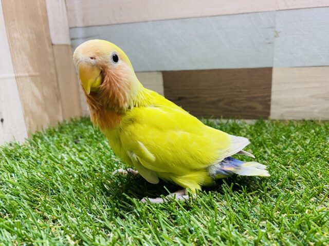 最新画像有り☆鮮やかで目立ちます！！コザクラインコゴールデンチェリー♪