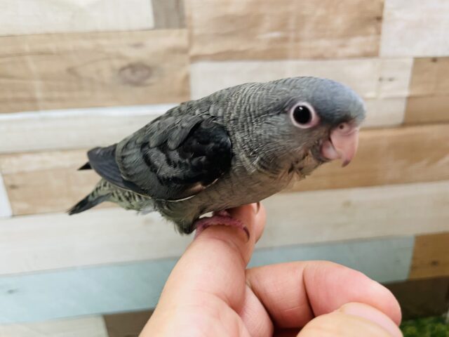 サザナミインコ