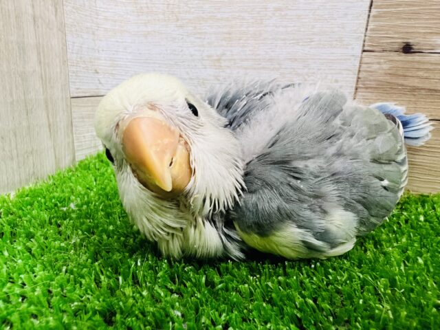 自分が可愛い自覚あり‼︎ブルーチェリーパイドの小桜インコ♡