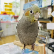 ツンデレ⁉︎ぷっくりお鼻のオカメインコ（ノーマル）
