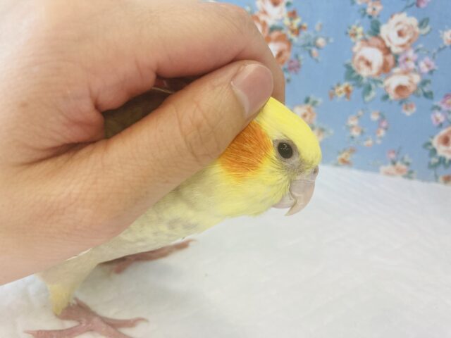 オカメインコ