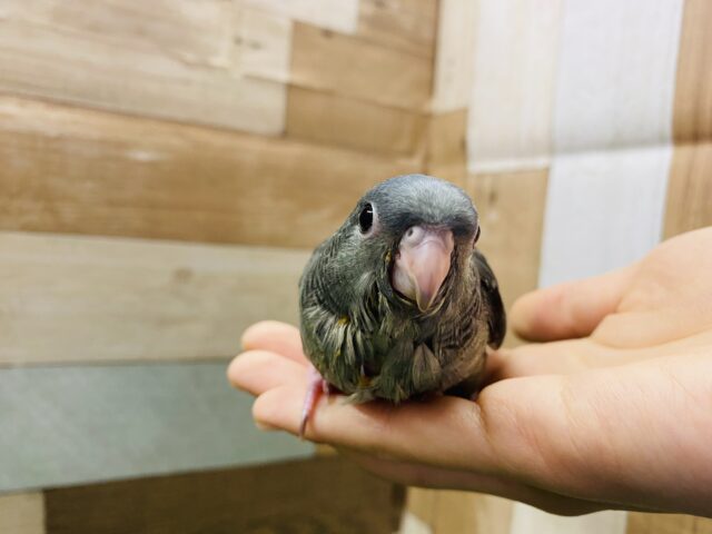 サザナミインコ