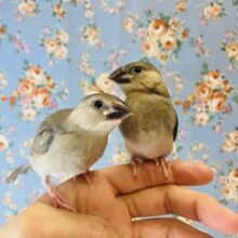 最新画像🌟将来はシックな配色になるよ❤︎手乗り桜文鳥さんの雛ちゃんです❤︎🪶✨