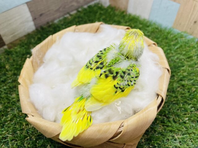 セキセイインコ