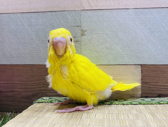 太陽サンサン☀️真っ黄色に赤目！セキセイインコルチノー