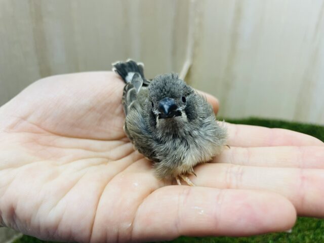 錦花鳥（キンカチョウ）