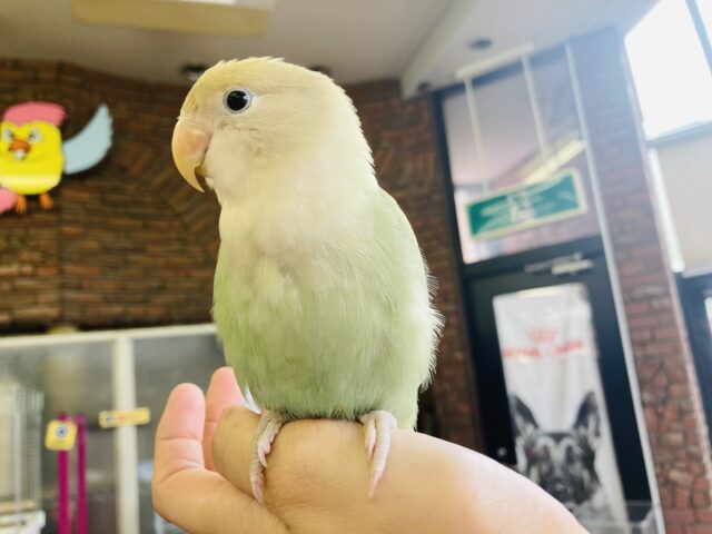 コザクラインコ（小桜インコ）