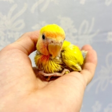 鮮やか💛コザクラインコ(ゴールデンチェリー) 2023年4月生まれ