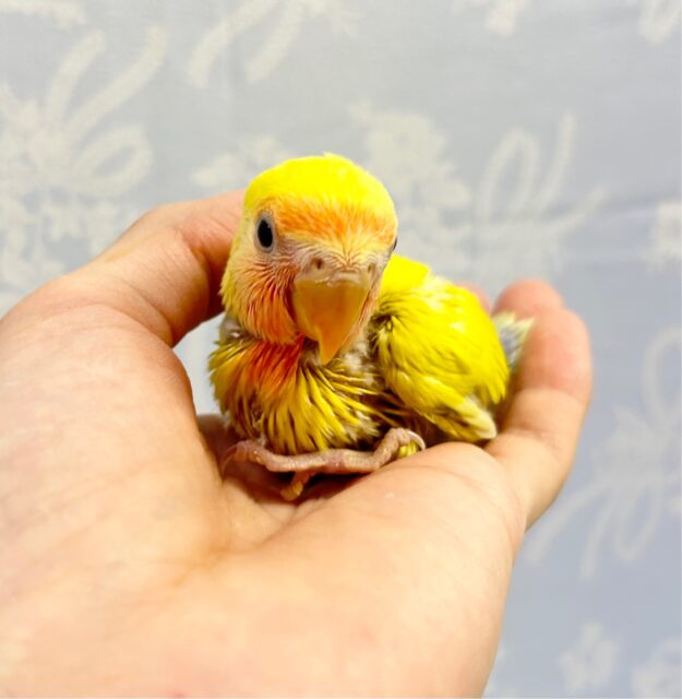鮮やか💛コザクラインコ(ゴールデンチェリー) 2023年4月生まれ