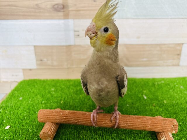 オカメインコ