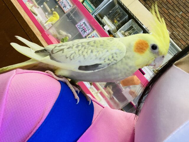 オカメインコ