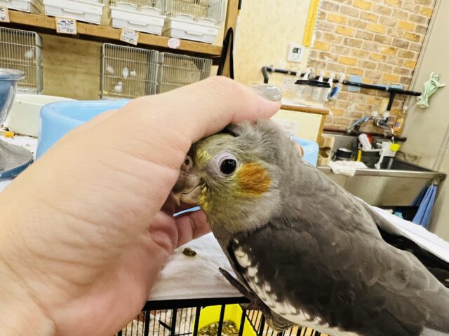 オカメインコ