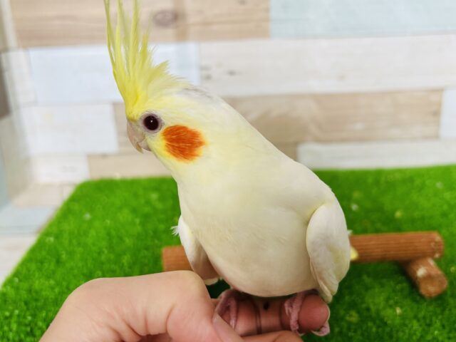 オカメインコ