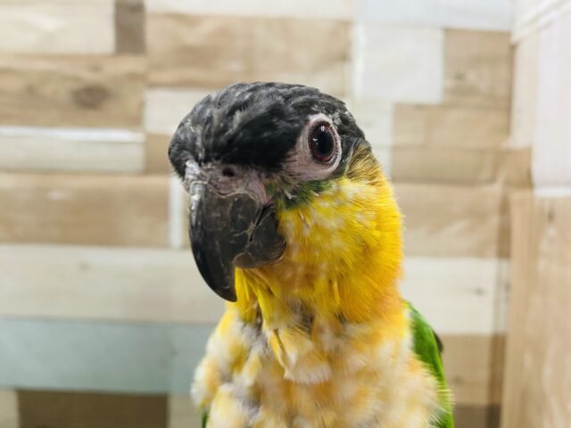 ズグロシロハラインコ