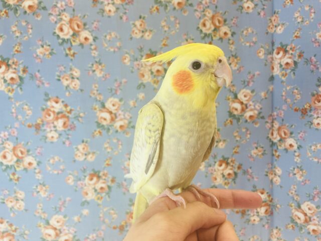 オカメインコ