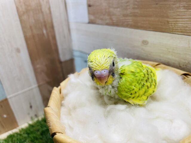 セキセイインコ