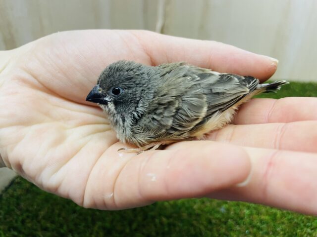 錦花鳥（キンカチョウ）