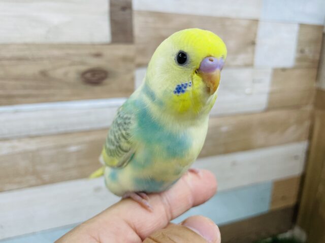 最新画像あります☆ポーズを決めてくれる可愛いコ！セキセイインコのパステルレインボーパイド！