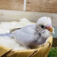 ツンツン♪頭が可愛らしいレアカラー！セキセイインコのライラック！