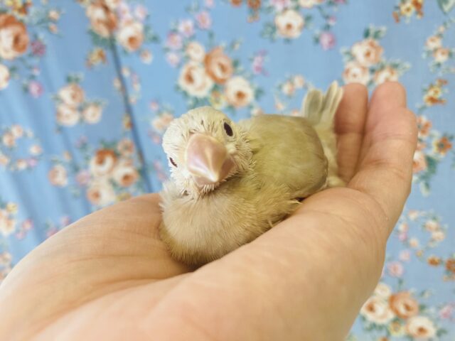 日々愛おしく成長中❤︎手乗りシナモン文鳥の雛ちゃんです🪶✨