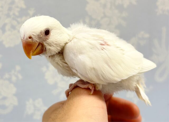 コザクラインコ（小桜インコ）