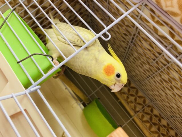 オカメインコ