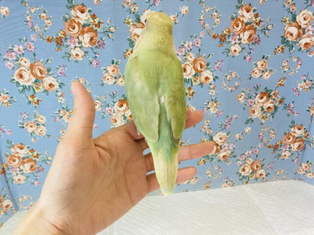 コザクラインコ（小桜インコ）