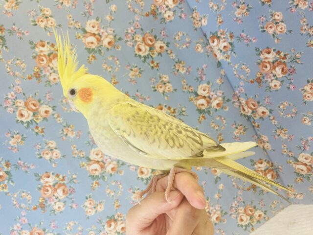 オカメインコ